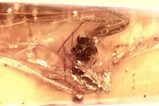 Detailed Fossil Spider (Araneae) In Baltic Amber #328211
