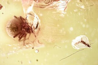 Fossil Spider (Araneae) & True Midge (Chironomidae) In Baltic Amber #328228