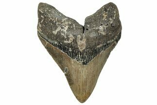 Fossil Megalodon Tooth - North Carolina #328281