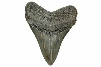 Serrated, Fossil Megalodon Tooth - North Carolina #328288