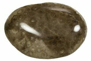 Petoskey Stones For Sale