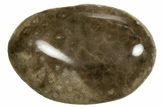 Polished Petoskey Stone (Fossil Coral) - Michigan #328345