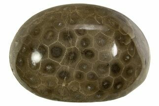 Polished Petoskey Stone (Fossil Coral) - Michigan #328350