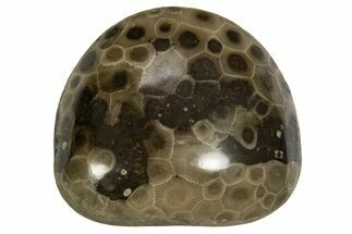 Polished Petoskey Stone (Fossil Coral) - Michigan #328351