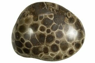 Polished Petoskey Stone (Fossil Coral) - Michigan #328353