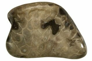 Petoskey Stones For Sale