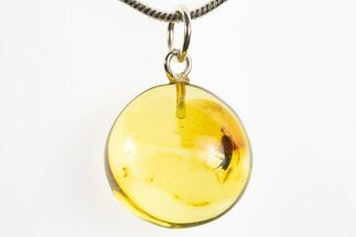 Polished Baltic Amber Pendant (Necklace) - Tumbling Flower Beetle #328488