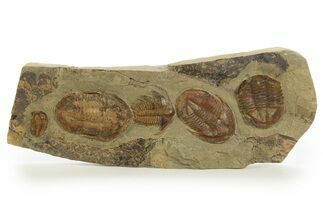 Line of Five Trilobites ( Species) - Fezouata Formation #328561