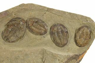 Line of Four Asaphellus Trilobites - Fezouata Formation #328562