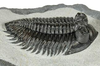 Top Quality Coltraneia Trilobite Fossil - Huge Faceted Eyes #328568