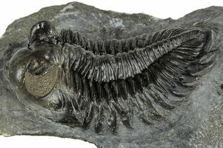 Premium Specimens For Sale