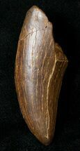 Fat Tyrannosaur Tooth - Judith River Group #17623