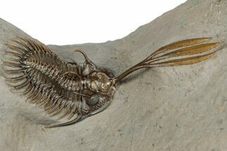Trident Walliserops Trilobite - Exceptional Preparation #328576