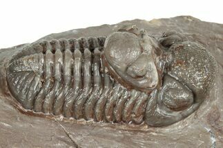 Colorful Austerops Trilobite Fossil - Jorf, Morocco #328579