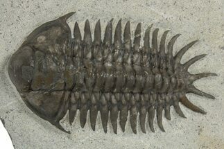 Uncommon Crotalocephalus Trilobite - Jorf, Morocco #328621