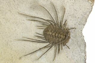 Trilobites For Sale