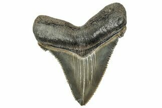 Serrated Chubutensis Tooth - Megalodon Ancestor #328476