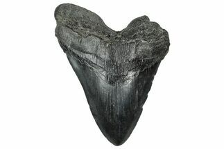 Fossil Megalodon Tooth - South Carolina #328586