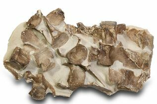 Reptile & Amphibian Fossils For Sale