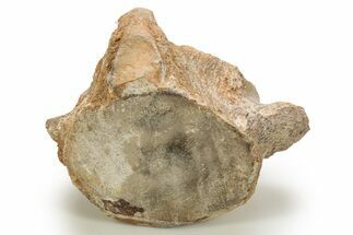 Fossil Plesiosaur (Thililua?) Caudal Vertebra - Asfla, Morocco #328652