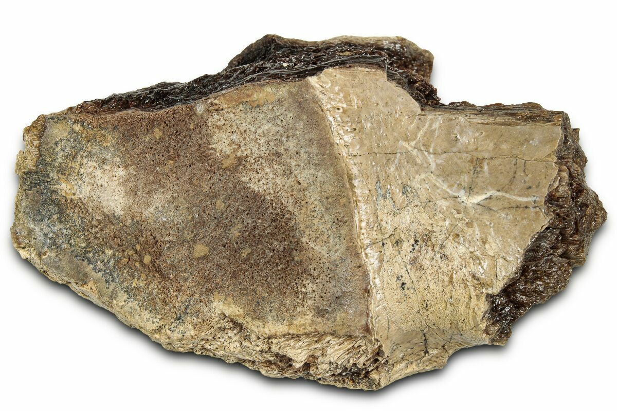 Rex Bone 2.8