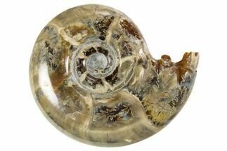Polished Ammonite (Eotetragonites?) Fossil - Madagascar #327769