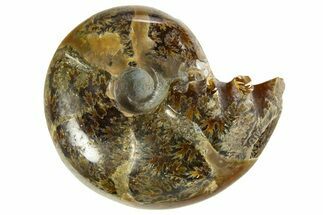 Polished Ammonite (Eotetragonites?) Fossil - Madagascar #327774