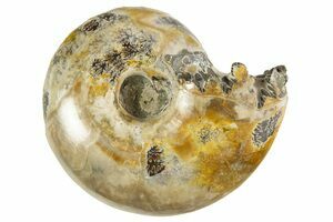 2 1/2 Inch Desmoceras Ammonite (#4398) For Sale - FossilEra.com