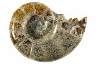 Polished, Chambered Ammonite (Argonauticeras) Fossil - Madagascar #327337