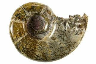 Polished, Chambered Ammonite (Argonauticeras) Fossil - Madagascar #327341