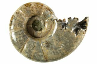 Polished, Chambered Ammonite (Argonauticeras) Fossil - Madagascar #327347