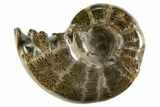 Polished, Chambered Ammonite (Argonauticeras) Fossil - Madagascar #327349
