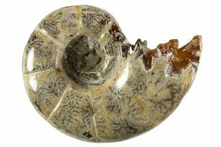 Polished, Chambered Ammonite (Argonauticeras) Fossil - Madagascar #327352