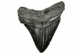 Serrated Chubutensis Tooth - Megalodon Ancestor #328710