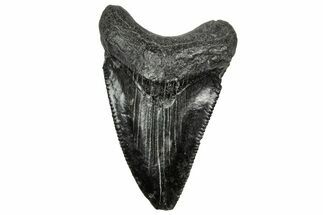 Serrated, Juvenile Megalodon Tooth - South Carolina #328712