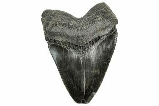 Serrated, Juvenile Megalodon Tooth - South Carolina #328741