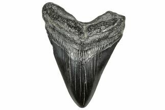 Fossil Megalodon Tooth - South Carolina #328745