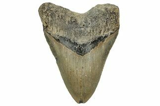 Fossil Megalodon Tooth - North Carolina #328892