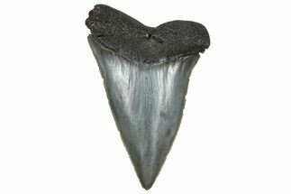 Fossil Broad-Toothed Mako Tooth - South Carolina #328963
