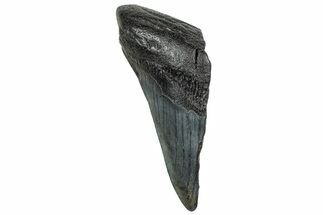 Partial Fossil Megalodon Tooth - South Carolina #328990