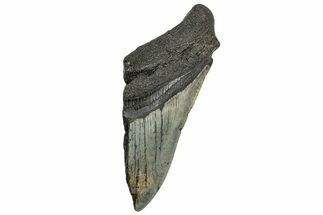 Partial Fossil Megalodon Tooth - South Carolina #328994