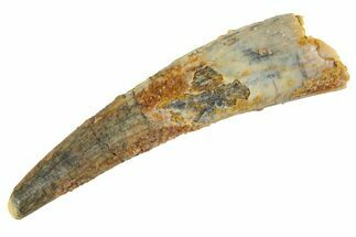 Fossil Pterosaur (Siroccopteryx) Tooth - Morocco #329001