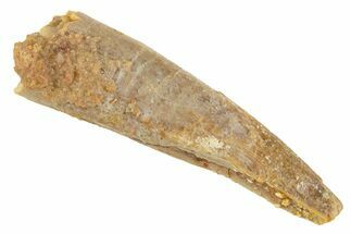 Fossil Pterosaur (Siroccopteryx) Tooth - Morocco #329024