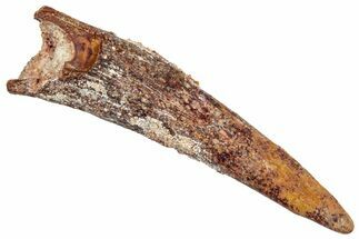 Fossil Pterosaur (Siroccopteryx) Tooth - Morocco #329036