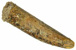 Fossil Sauropod Dinosaur (Titanosaur) Tooth - Morocco #329042