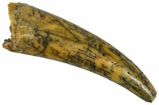 Fossil Fish Fang (Aidachar) - Kem Kem Beds, Morocco #329057