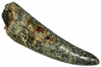 Fossil Fish Fang (Aidachar) - Kem Kem Beds, Morocco #329065