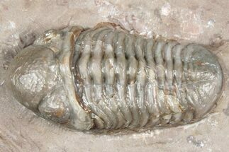 Unusual, Tiny-Eyed Phacopid (Eocryphops?) - Jorf, Morocco #329069