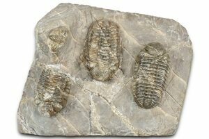 Silica Eldredgeops (Phacops) Trilobite - 2.26