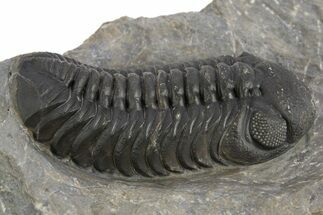 Detailed Austerops Trilobite - Ofaten, Morocco #325974